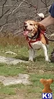 StevenTheBeagle Picture 1