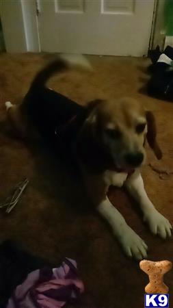 StevenTheBeagle Picture 2