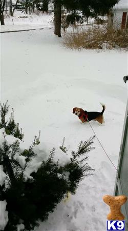 StevenTheBeagle Picture 3