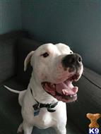 Dogo Argentino