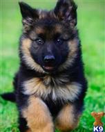german shepherd puppy posted by Stiff76444