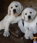 labrador retriever puppy posted by StofersWhiteLabs