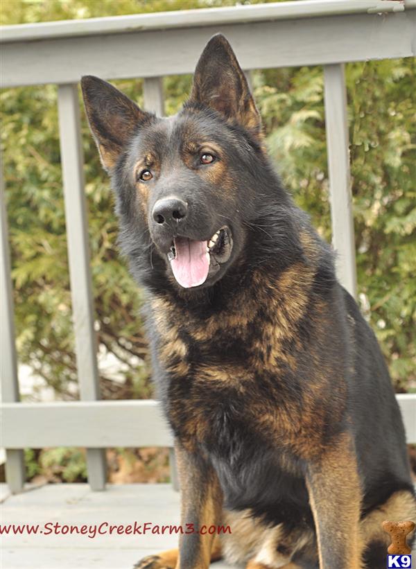 german shepherd puppy posted by StoneyCreekFarm
