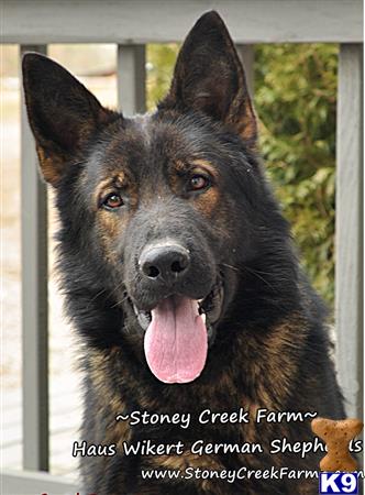german shepherd puppy posted by StoneyCreekFarm