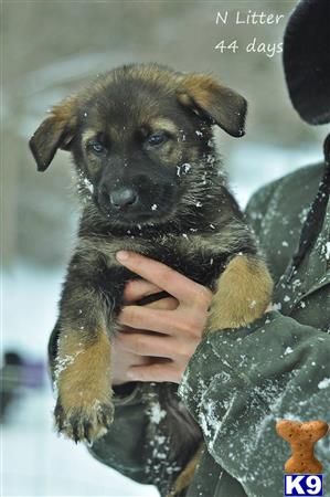 german shepherd puppy posted by StoneyCreekFarm