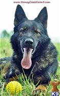 german shepherd puppy posted by StoneyCreekFarm