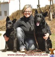 german shepherd puppy posted by StoneyCreekFarm