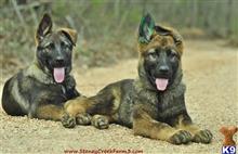german shepherd puppy posted by StoneyCreekFarm