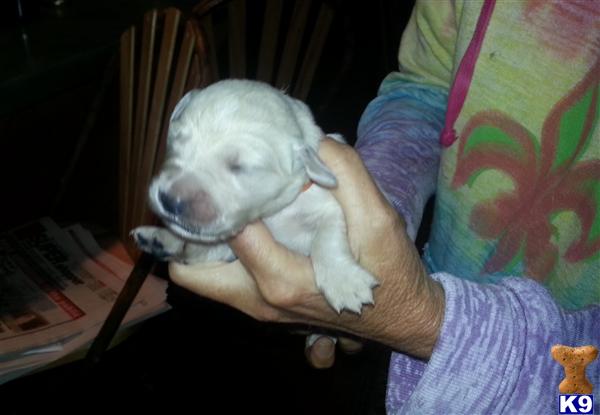 dew claws golden retriever golden retriever puppies for sale in wisconsin dew claws golden retriever golden retriever puppies for sale in wisconsin