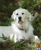 Wrigley of Golden Duck Gunner available Golden Retriever puppy located in Rhinelander