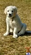 golden retriever puppy posted by Stoneyacres