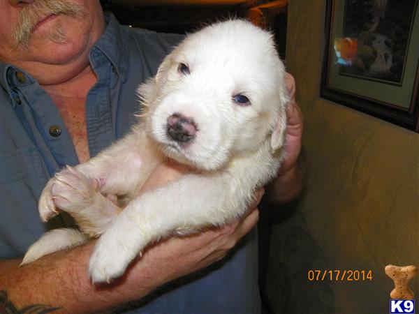 great pyrenees puppy posted by Stormy1217