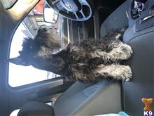 Miniature Schnauzer