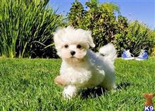 Tiny Male Maltese Puppy Harrison available Maltese puppy located in SAN DIEGO