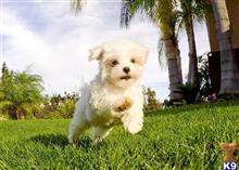 Tiny Female Maltese Puppy Gia available Maltese puppy located in SAN DIEGO