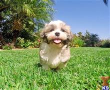 mixed breed puppy posted by Sulleygirl123