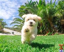 mixed breed puppy posted by Sulleygirl123
