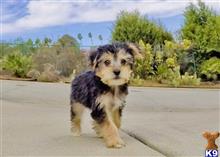 mixed breed puppy posted by Sulleygirl123