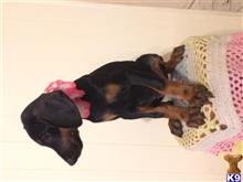 doberman pinscher puppy posted by Sunshinestatedobermans