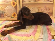 doberman pinscher puppy posted by Sunshinestatedobermans