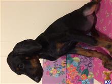 doberman pinscher puppy posted by Sunshinestatedobermans