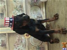 doberman pinscher puppy posted by Sunshinestatedobermans