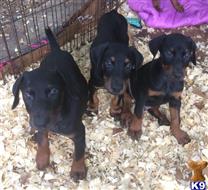 doberman pinscher puppy posted by Sunshinestatedobermans