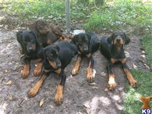 doberman pinscher puppy posted by Sunshinestatedobermans