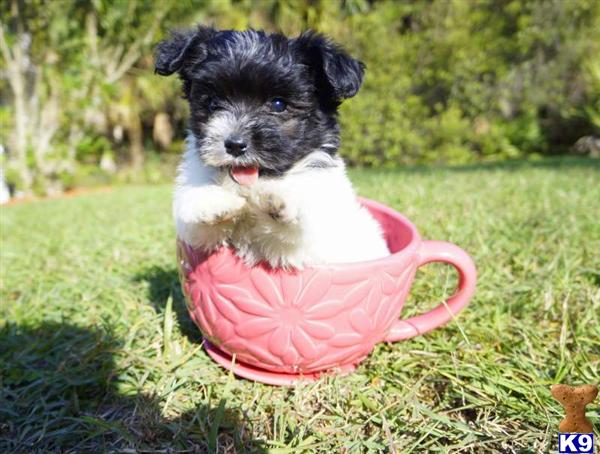 havanese puppy posted by Sunshinestatepups