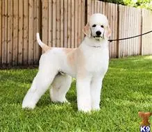 Poodle