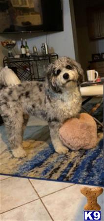 Aussiedoodle stud dog