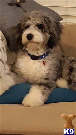 Aussiedoodle stud dog