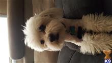 Jupiter available Maltese puppy located in PHOENIX