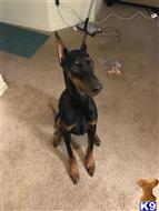 doberman pinscher puppy posted by Syd305aao