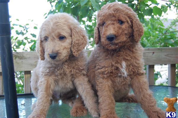 f2 goldendoodle puppies