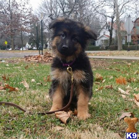 german shepherd puppies for sale in ky craigslist black german shepherd puppy for sale in louisville kentucky german shepherd puppies for sale in ky craigslist black german shepherd puppy for sale in louisville kentucky