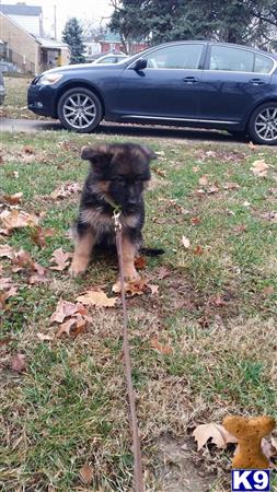 german shepherd puppy posted by TMApeiro