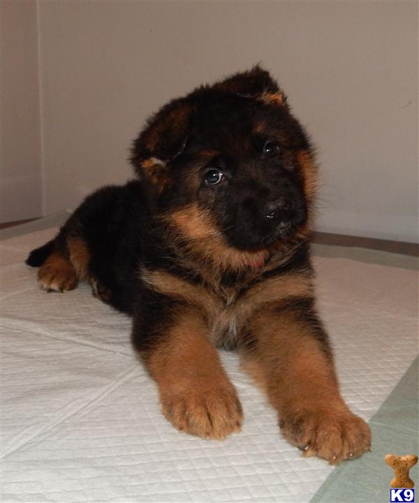 German Shepherd Puppy for Sale: Beautiful deep Black and Red female