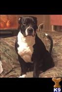 Kilo available American Pit Bull puppy located in CLIFTON