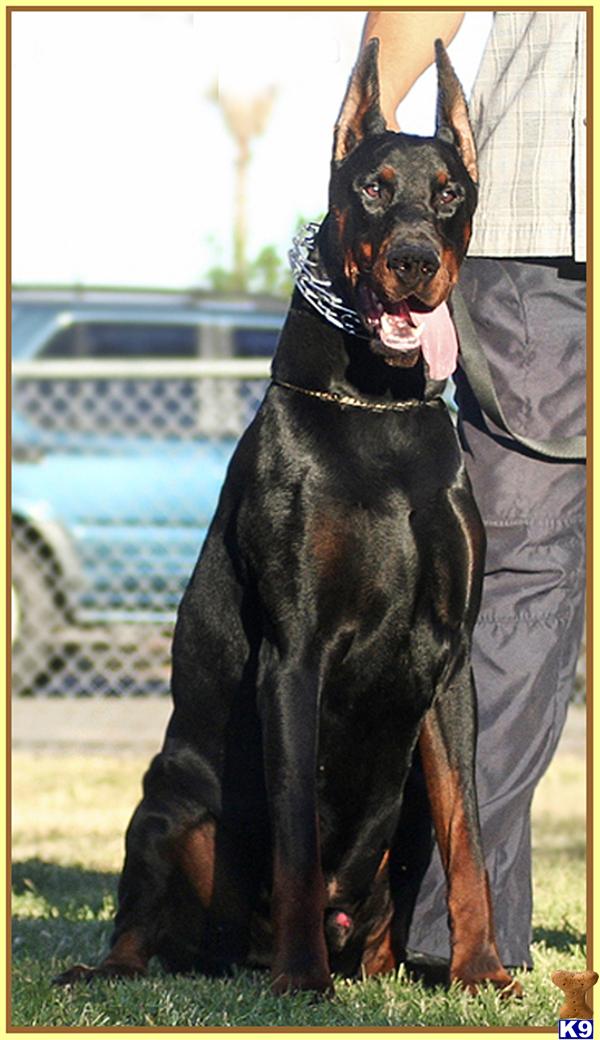 doberman pinscher puppy posted by TOPCHYAN