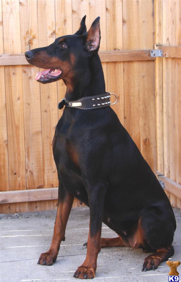 akc doberman puppies doberman pinscher puppy for sale akc doberman puppies 4 years akc doberman puppies doberman pinscher puppy for sale akc doberman puppies 4 years