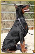 doberman pinscher puppy posted by TOPCHYAN
