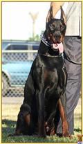 doberman pinscher puppy posted by TOPCHYAN