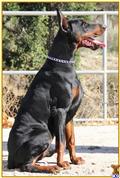 doberman pinscher puppy posted by TOPCHYAN