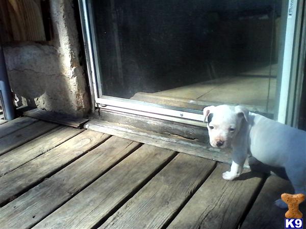 american pit bull puppy posted by TREYloc