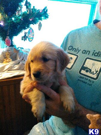 golden retrievers for sale in houston golden retriever puppy for sale houston 3 years golden retrievers for sale in houston golden retriever puppy for sale houston 3 years