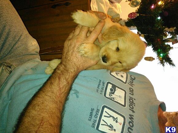golden retriever for sale houston golden retriever puppy for sale houston 3 years golden retriever for sale houston golden retriever puppy for sale houston 3 years