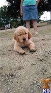 golden retriever puppy posted by TReiland