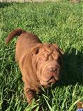 chinese shar pei puppy posted by TSArnovick