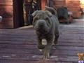 chinese shar pei puppy posted by TSArnovick